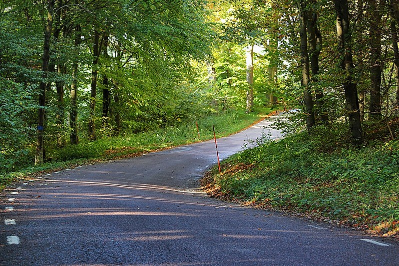 wooded road